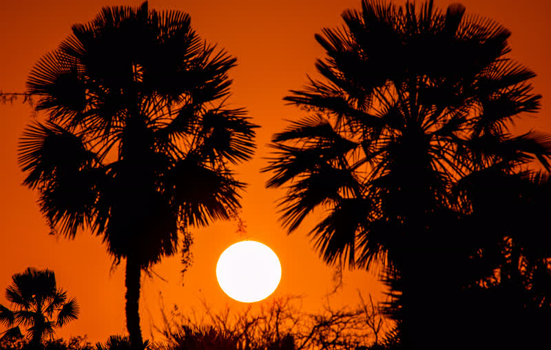 Silhueta de carnaúbas contra o sol se pondo em um céu alaranjado
