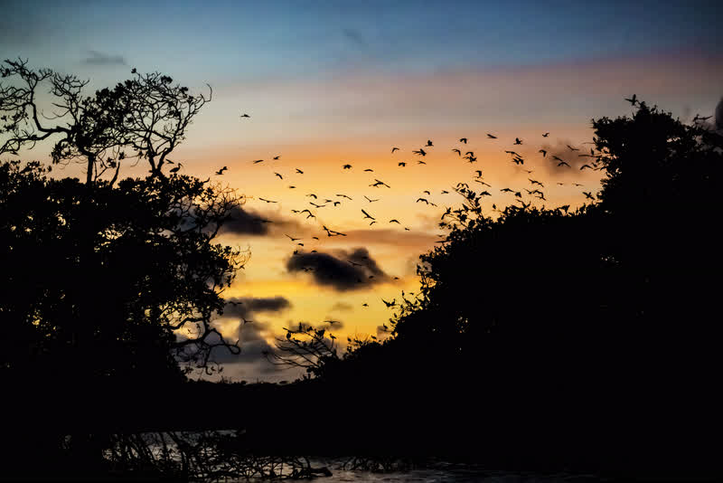 Silhueta de árvores do mangue e um bando de aves voando no céu do entardecer
